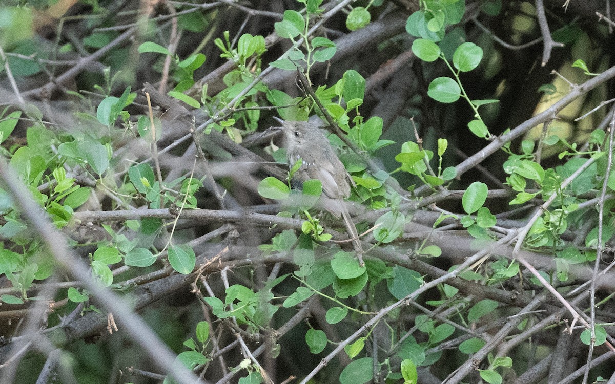 Carricero de Blyth - ML627382493