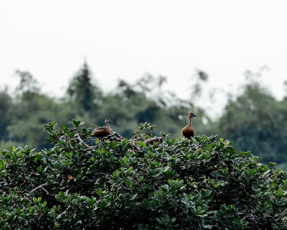 Lesser Whistling-Duck - ML627382602