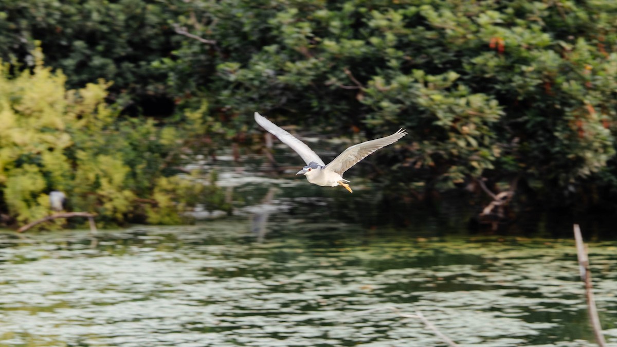 Black-crowned Night Heron - ML627382624