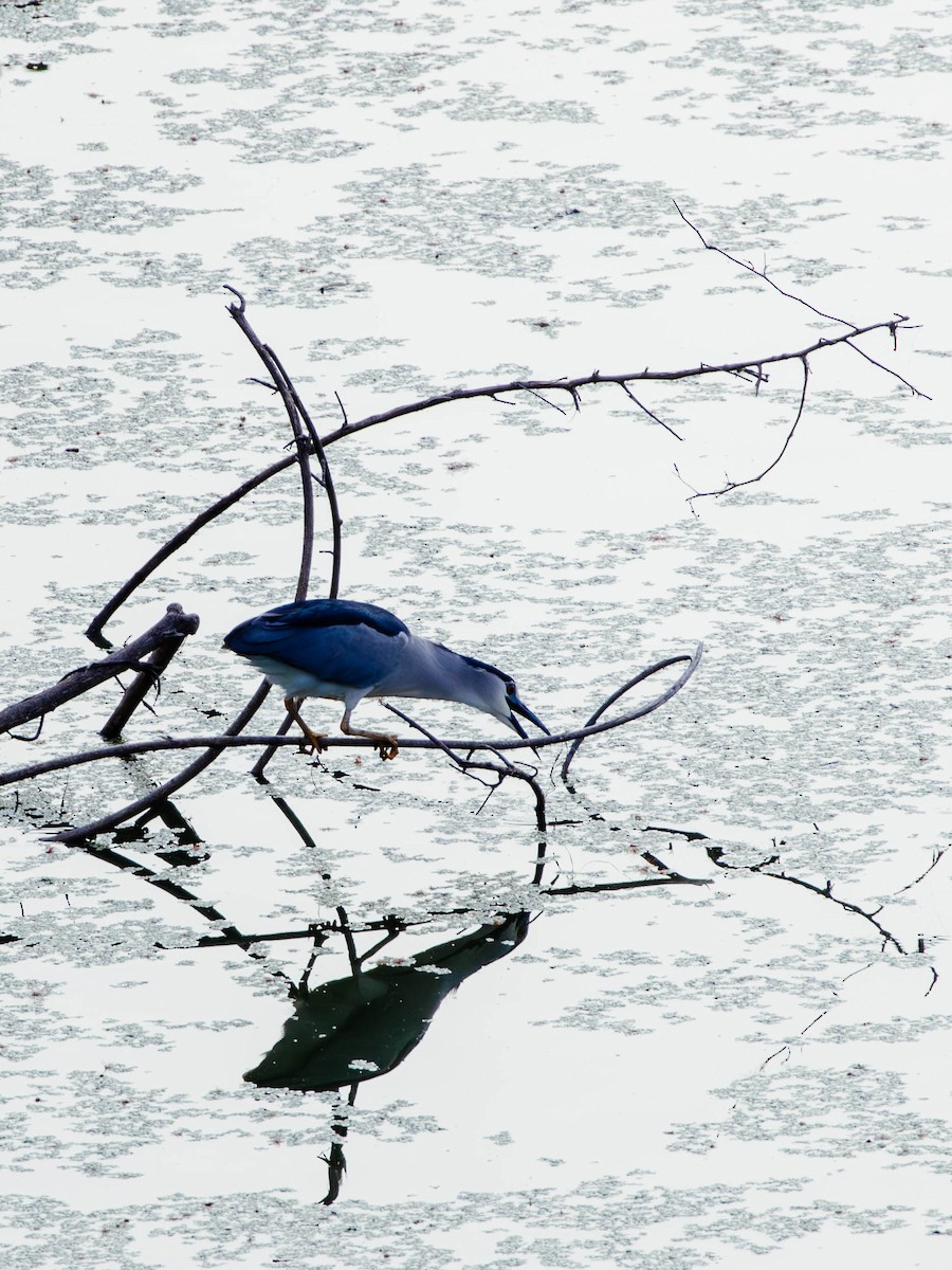 Black-crowned Night Heron - ML627382625