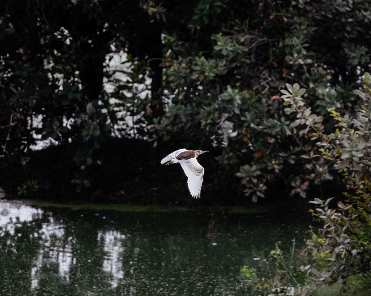 Indian Pond-Heron - ML627382631