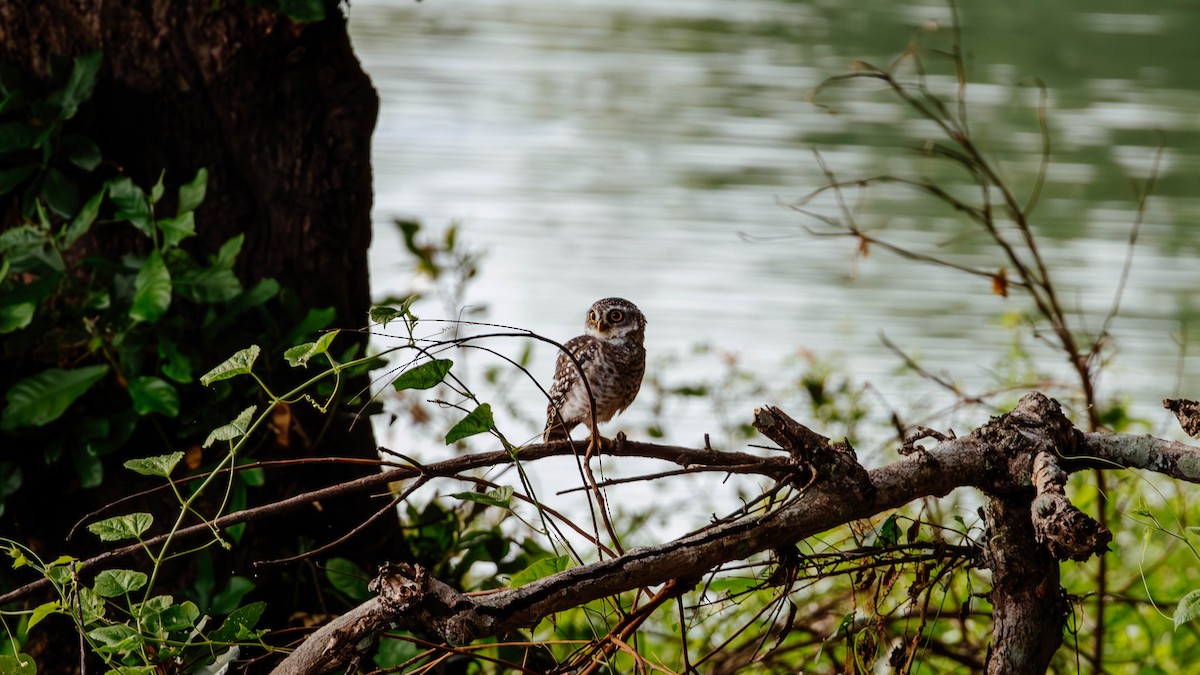 Spotted Owlet - ML627382655