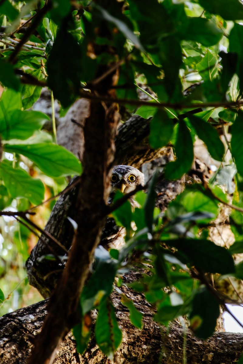 Spotted Owlet - ML627382656