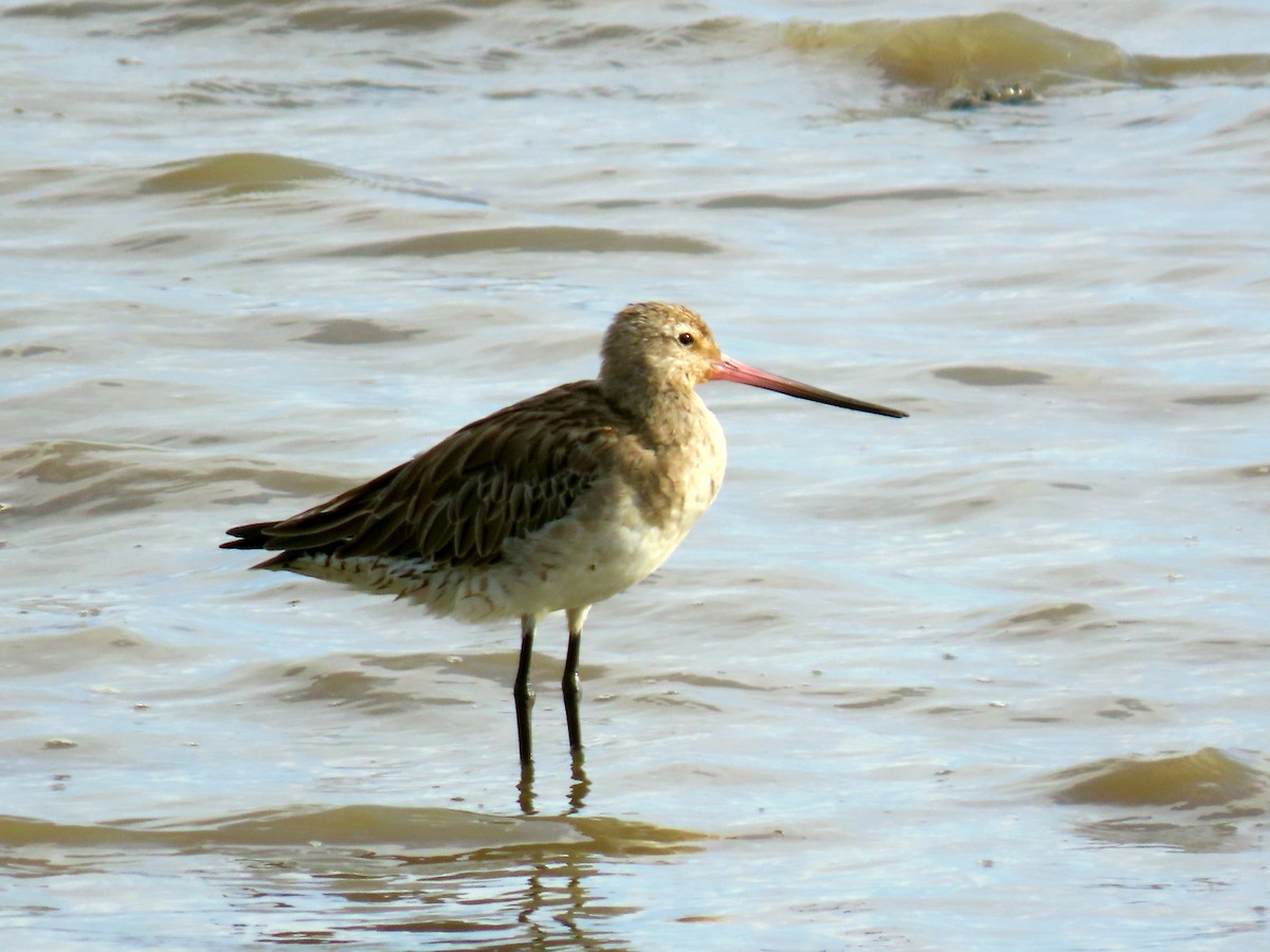 Bar-tailed Godwit - ML627382660