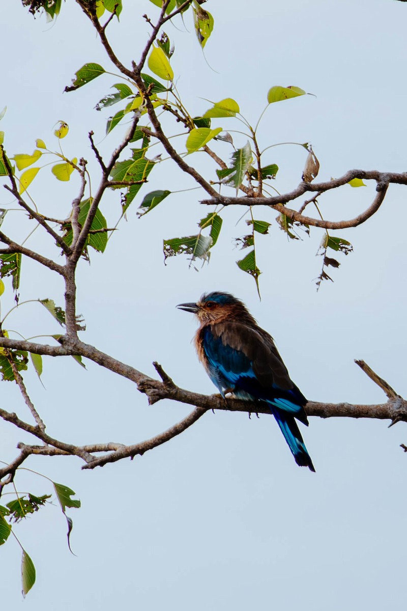 Indian Roller - ML627382668