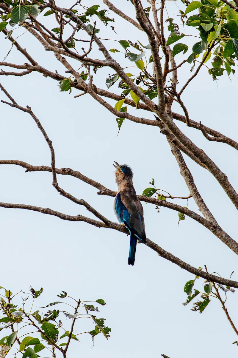 Indian Roller - ML627382669