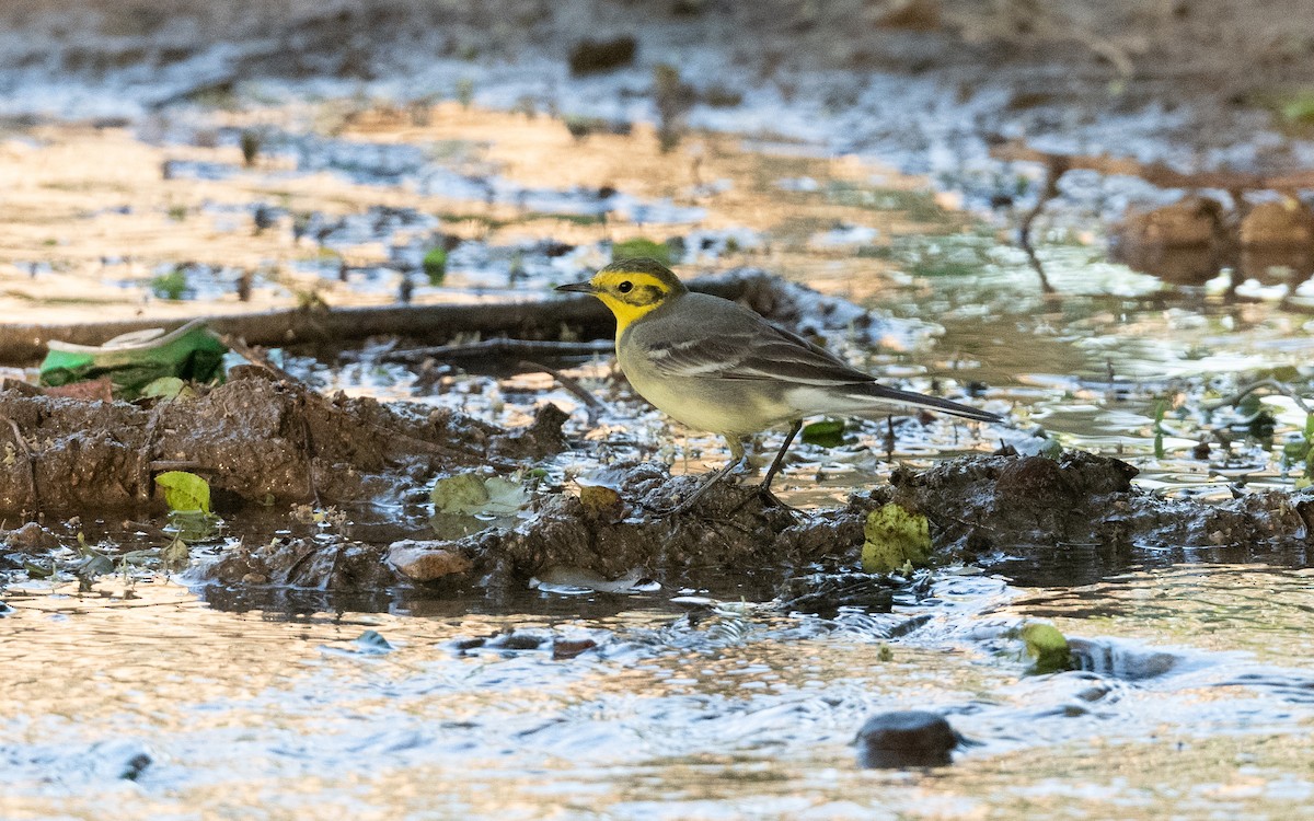 Citrine Wagtail - ML627382670
