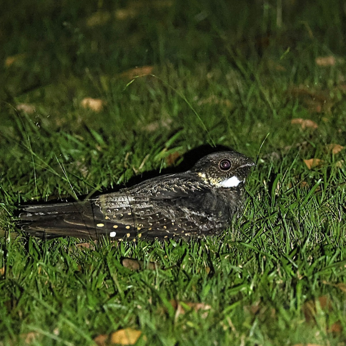 White-throated Nightjar - ML627382671