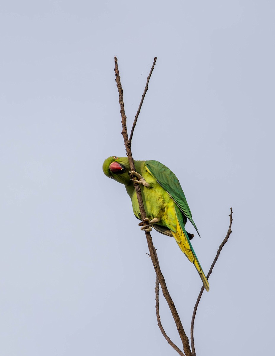 Rose-ringed Parakeet - ML627382677