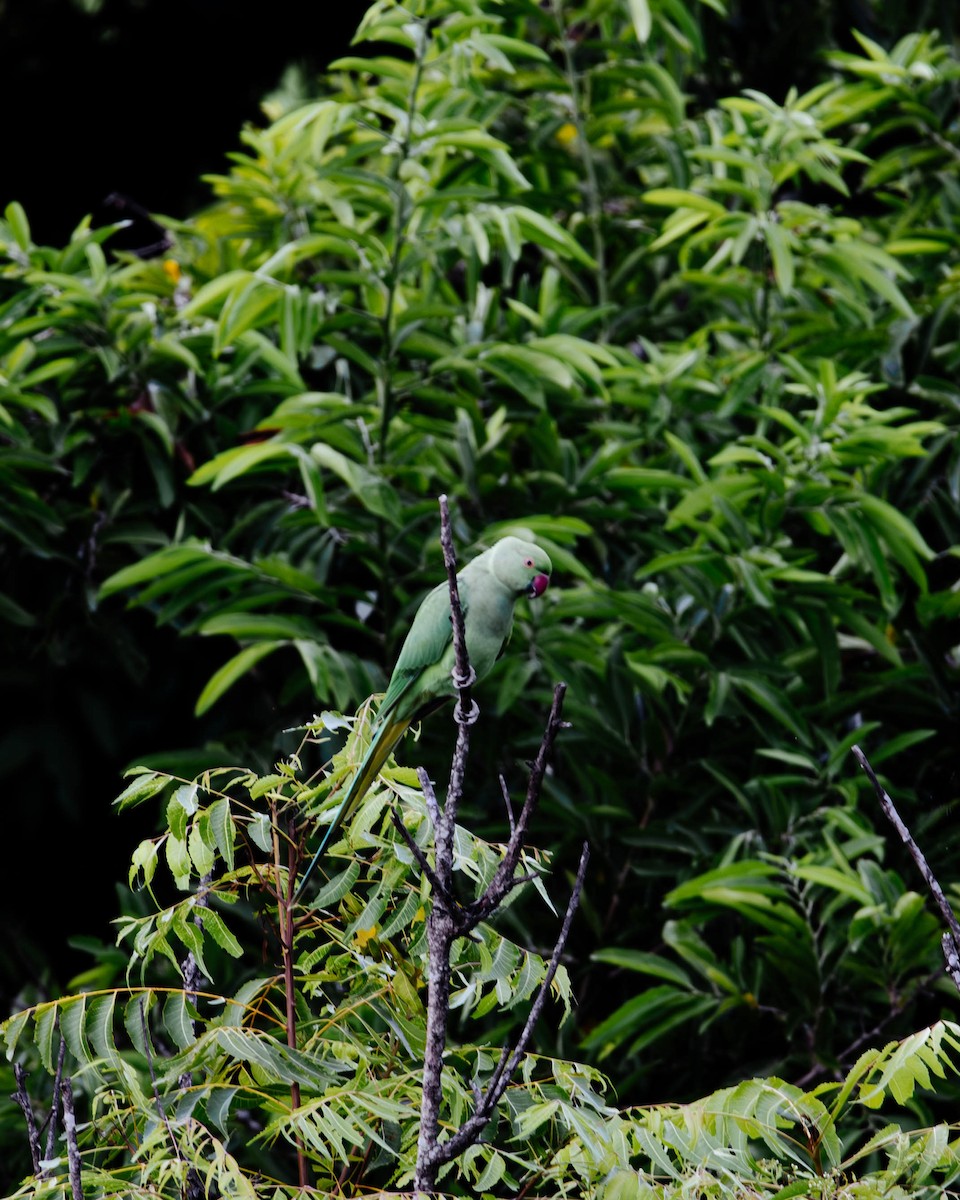 Rose-ringed Parakeet - ML627382678