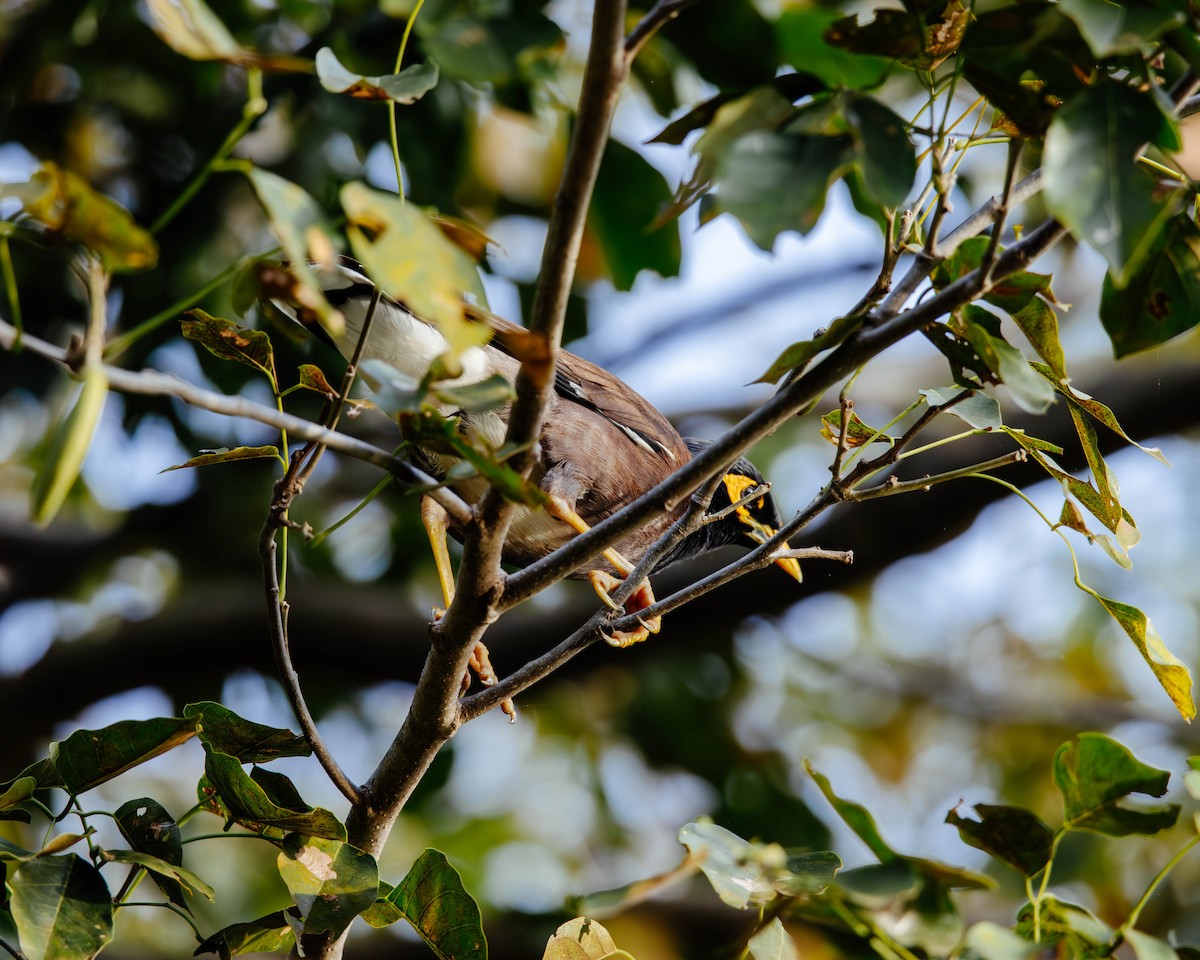 Common Myna - ML627382684