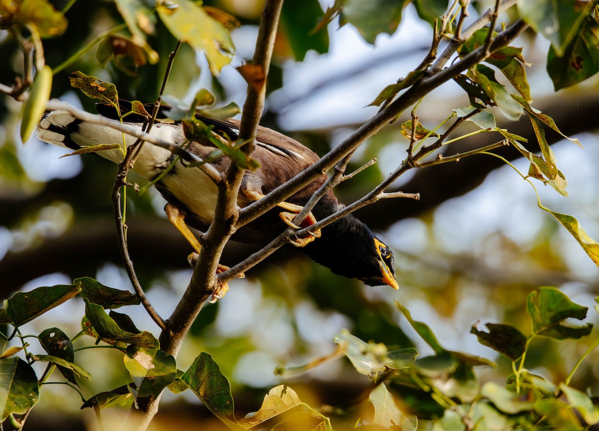 Common Myna - ML627382685
