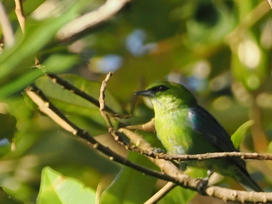 Dotted Tanager - ML627382710