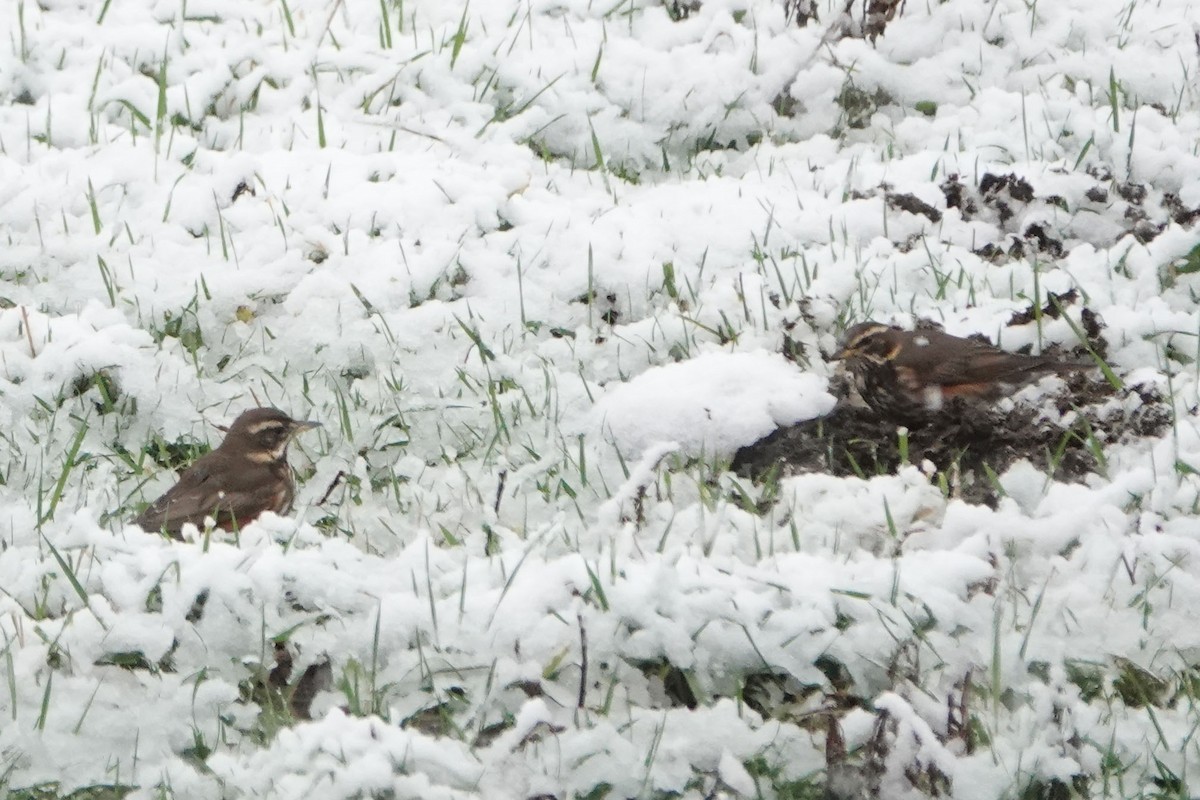 Redwing - ML627382714