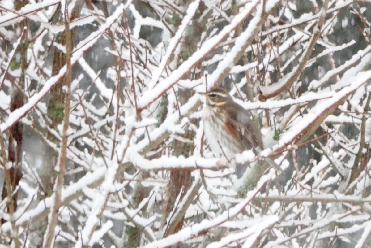 Redwing - ML627382715