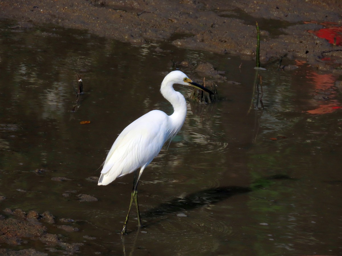 Little Egret - ML627382726