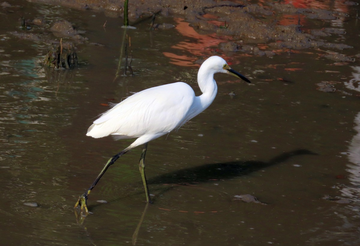 Little Egret - ML627382729