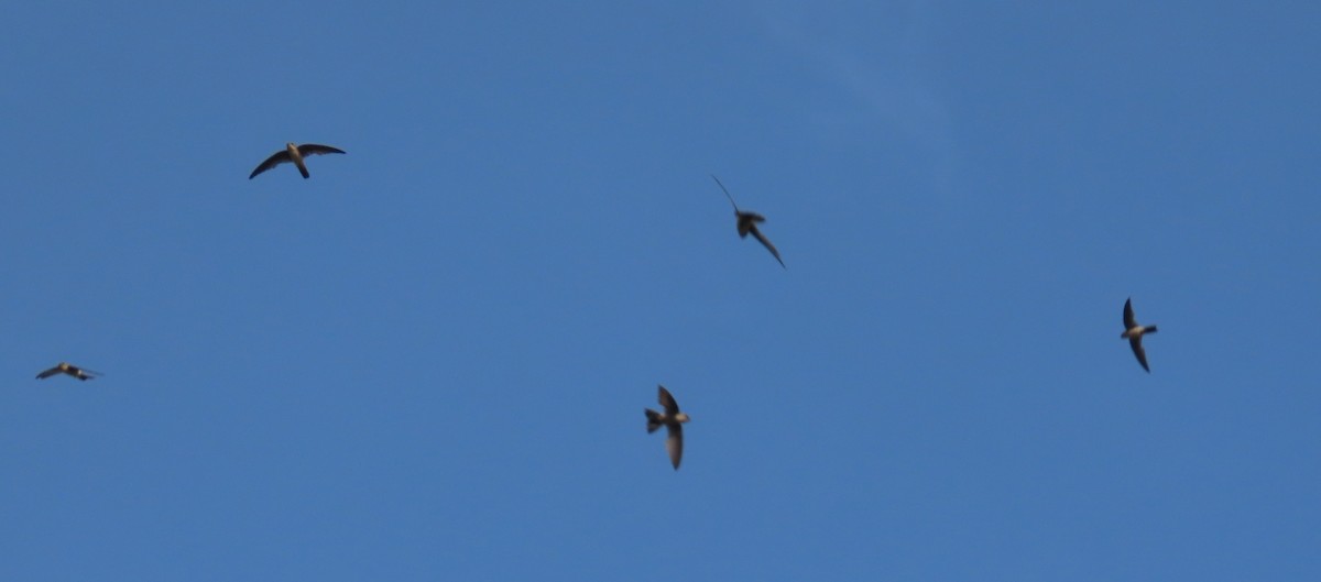 Australian Swiftlet - ML627382781