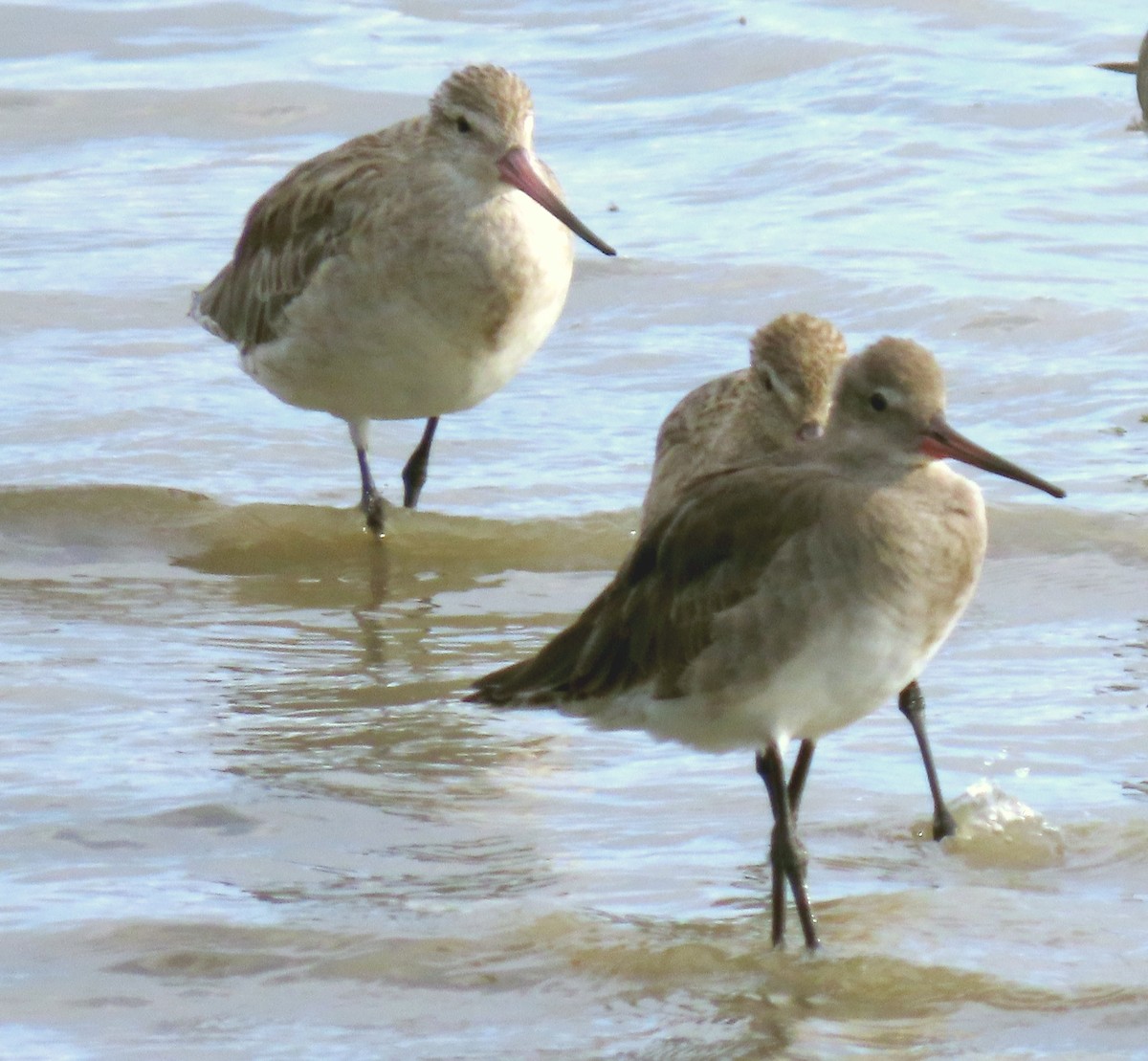 Black-tailed Godwit - ML627382895