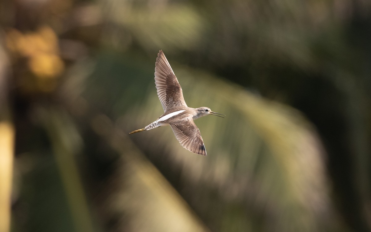 Marsh Sandpiper - ML627382960