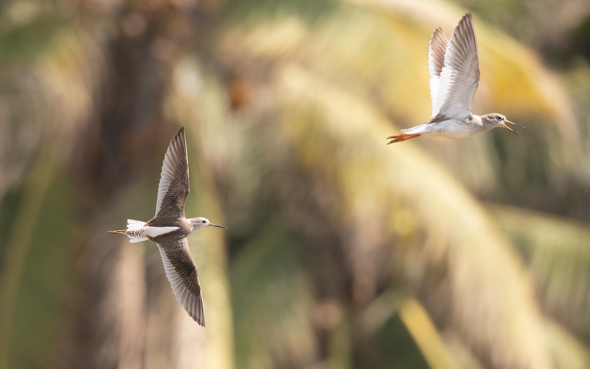Marsh Sandpiper - ML627382961