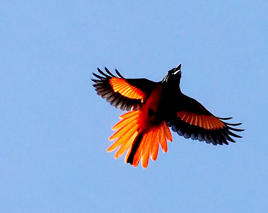 Scarlet Minivet - ML627382974
