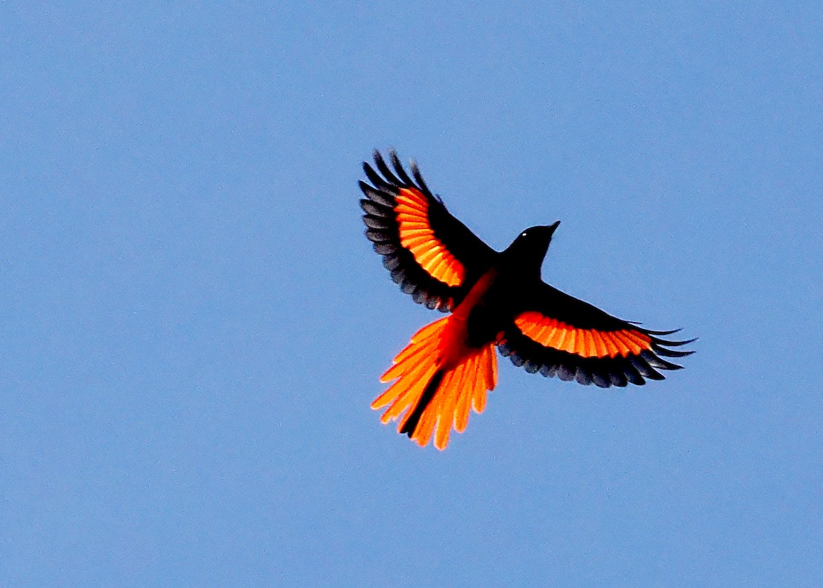 Scarlet Minivet - ML627382985