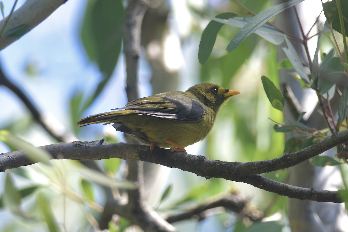 Bell Miner - ML627383018