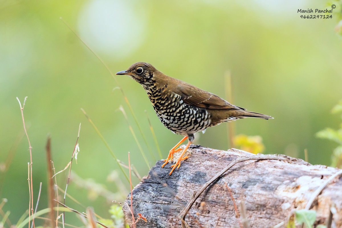 Himalayan Thrush - ML627383047