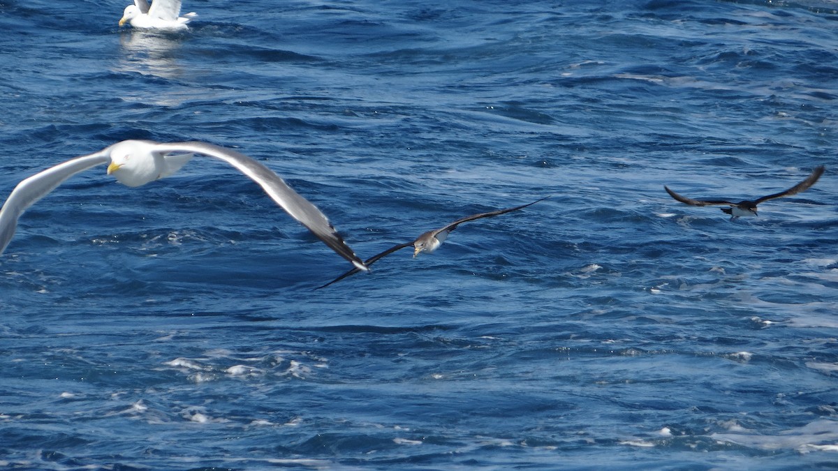 Cory's/Scopoli's Shearwater - ML627383089