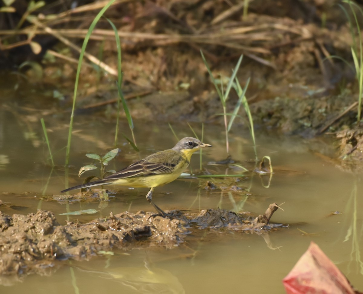 Eastern Yellow Wagtail - ML627383101