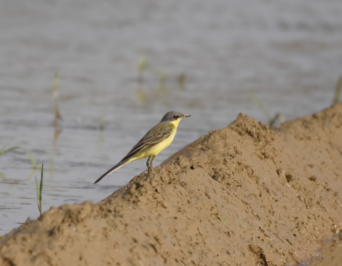 Eastern Yellow Wagtail - ML627383102