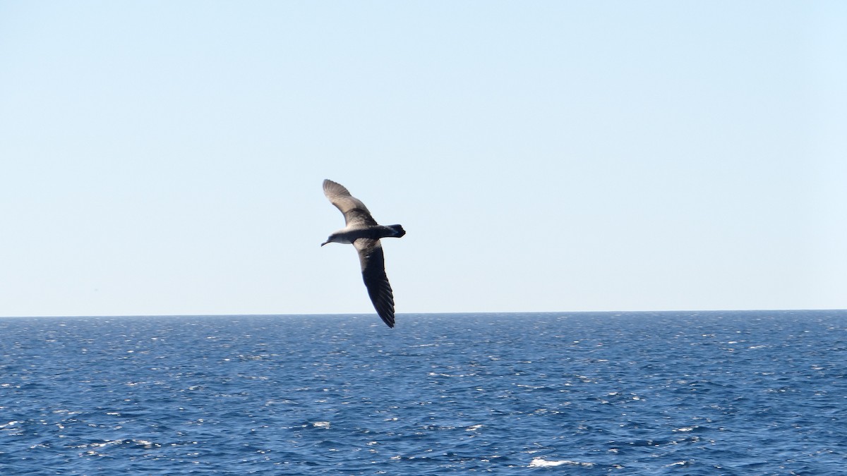 Cory's/Scopoli's Shearwater - ML627383110