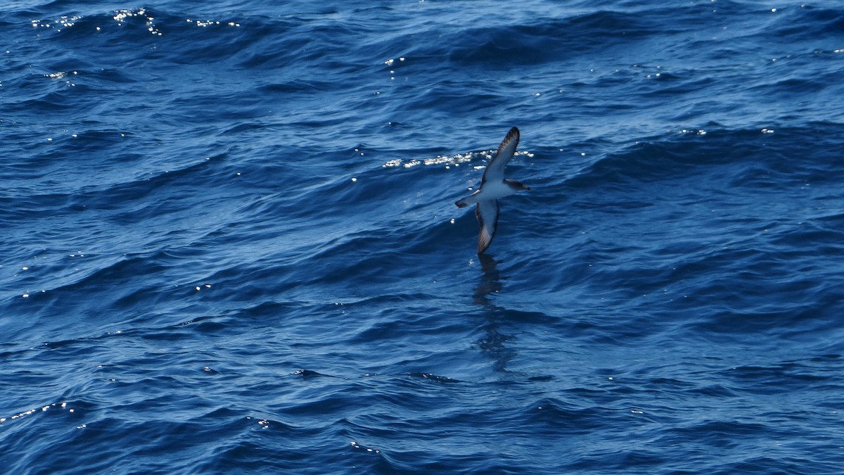 Cory's/Scopoli's Shearwater - ML627383112