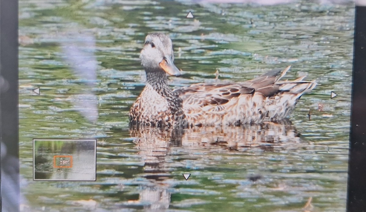 Gadwall - ML627383113