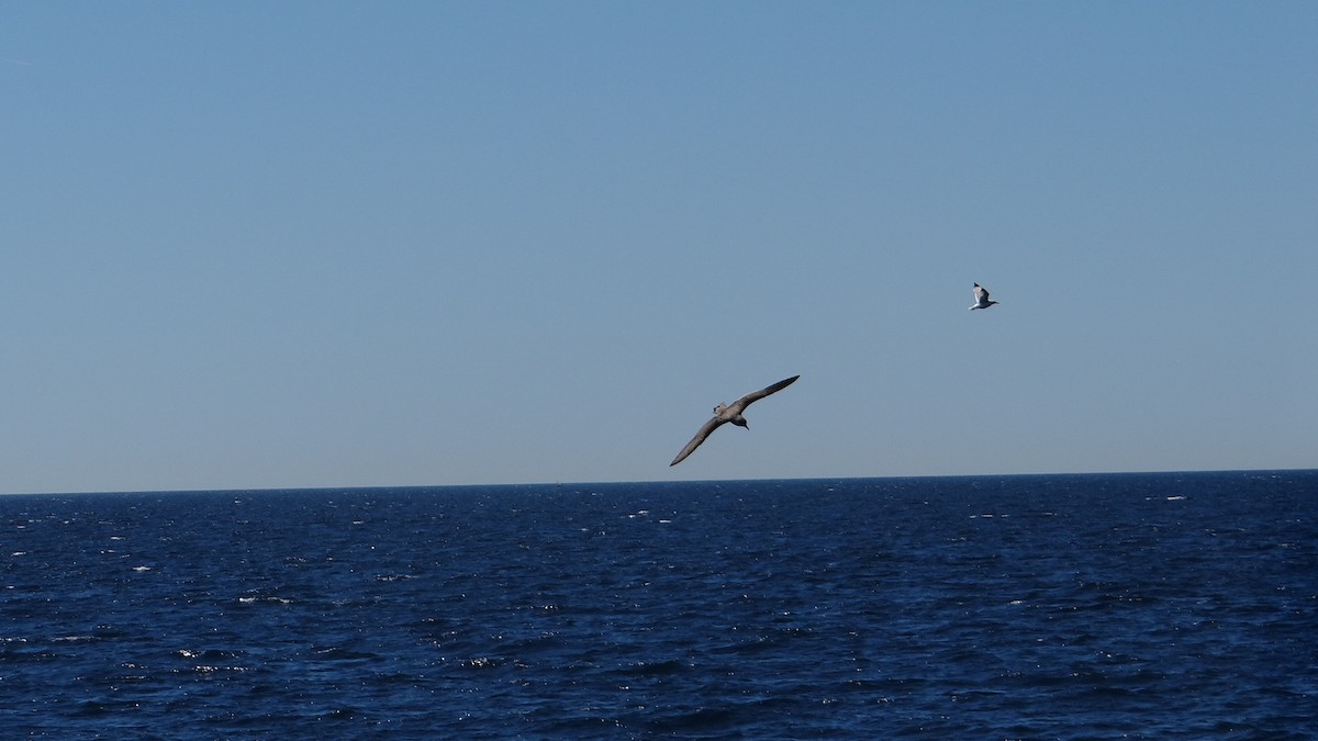 Cory's/Scopoli's Shearwater - ML627383114