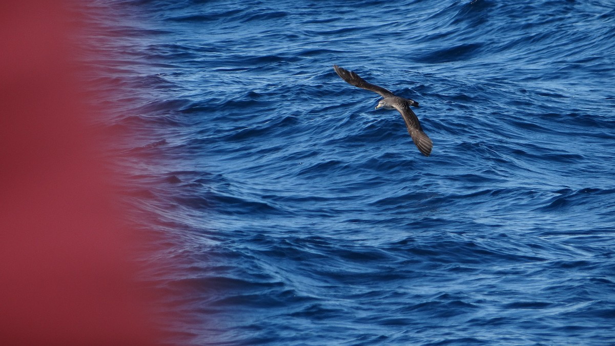 Cory's/Scopoli's Shearwater - ML627383115