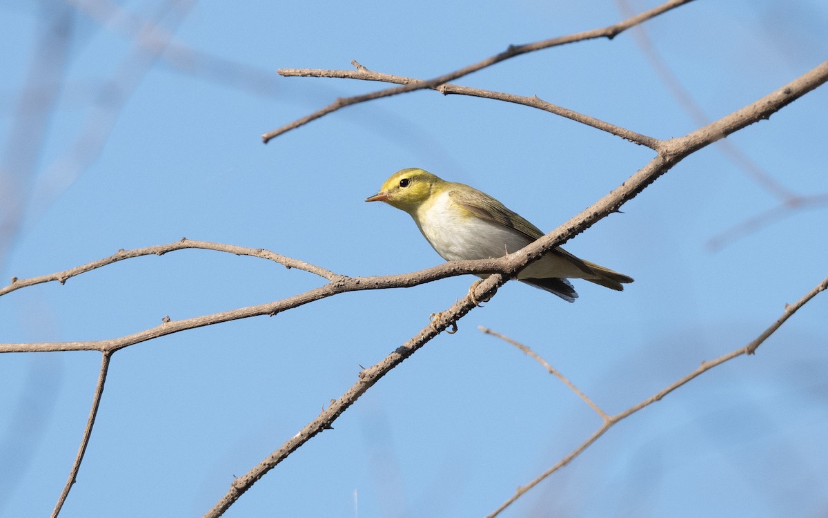 Wood Warbler - ML627383118
