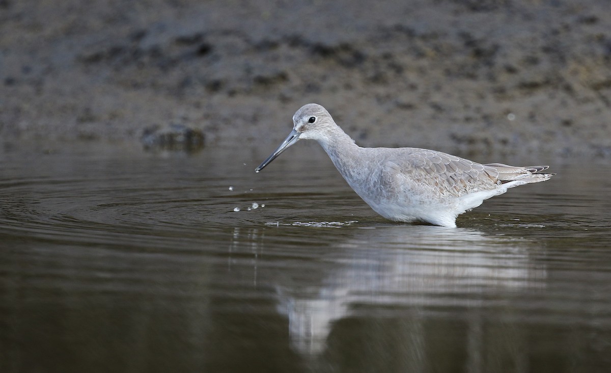 Willet - ML627383131