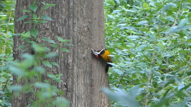 Black-rumped Flameback - ML627383242