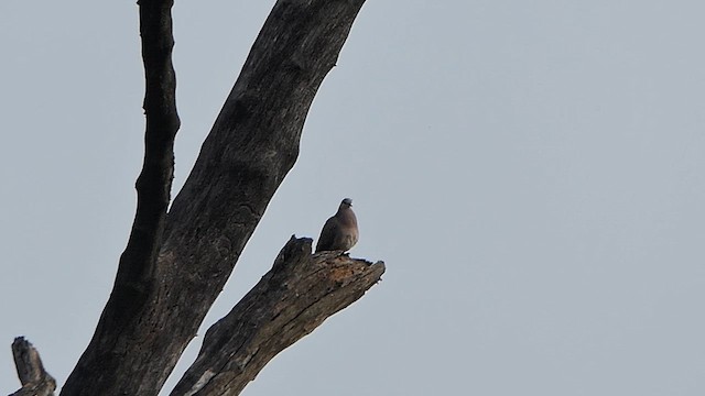 Spotted Dove - ML627383252