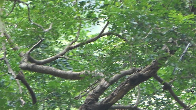 White-bellied Treepie - ML627383285
