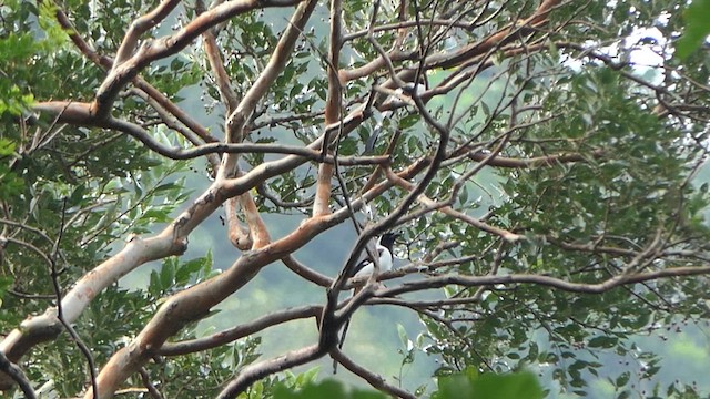 White-bellied Treepie - ML627383286