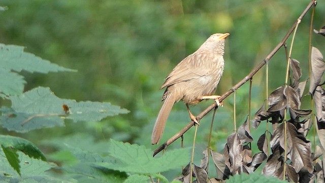 Jungle Babbler - ML627383294