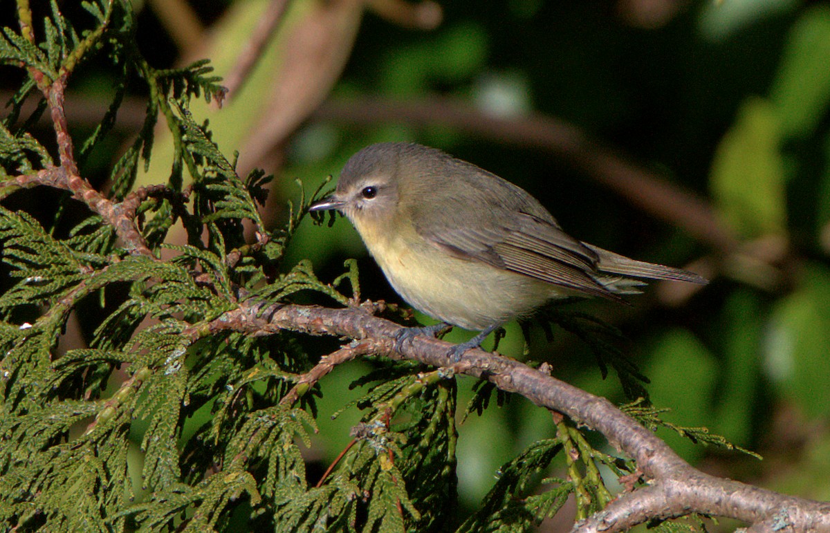 Philadelphia Vireo - ML627383315