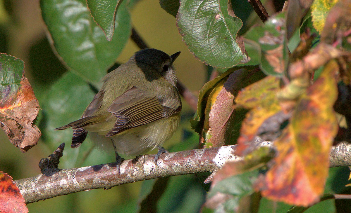 Philadelphia Vireo - ML627383316