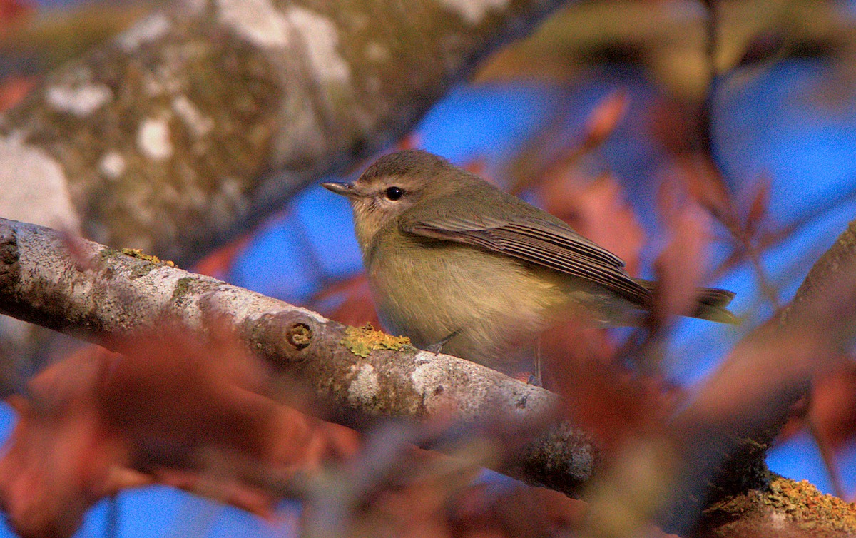 Philadelphia Vireo - ML627383317
