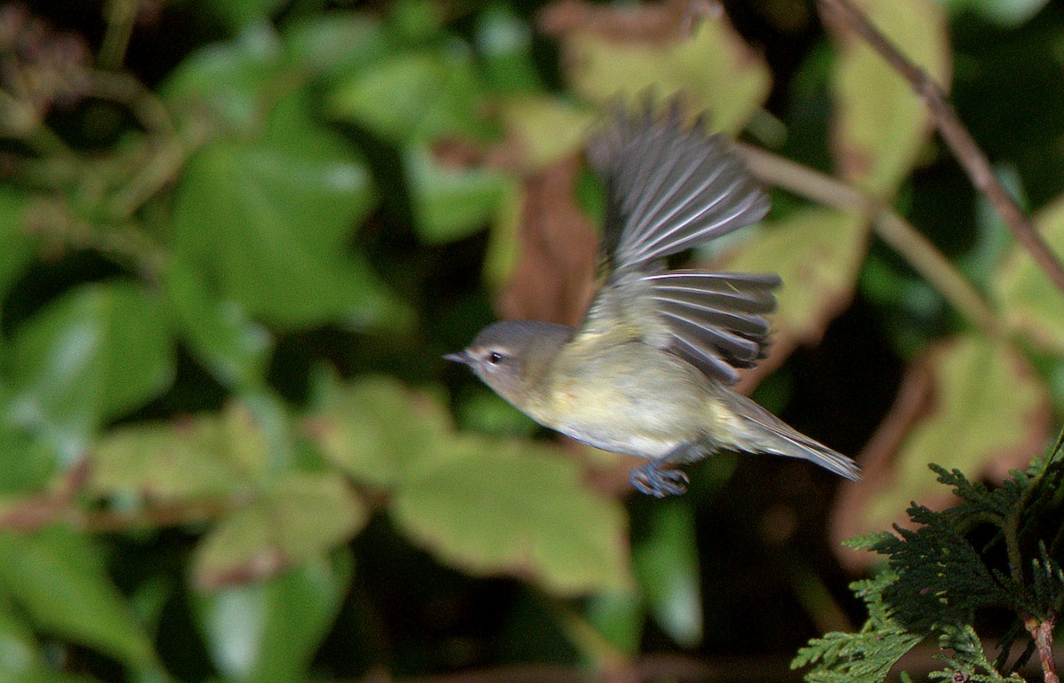 Philadelphia Vireo - ML627383318
