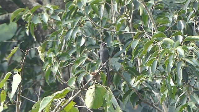 Kül Rengi Drongo - ML627383320