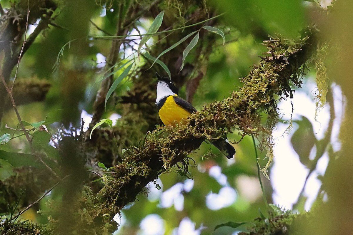 Moluccan Whistler - ML627383359